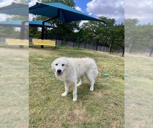 POLAR - Male Great Pyrenees Dog for Adoption - Photo #2