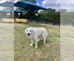 Small Photo #2 Great Pyrenees Puppy For Sale in Temple, TX, USA