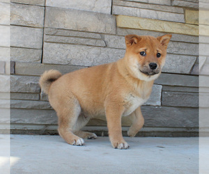 Shiba Inu Puppy for sale in CANTON, SD, USA