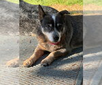 Small #2 Mutt