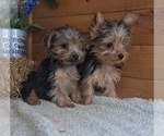 Image preview for Ad Listing. Nickname: Litter of 2