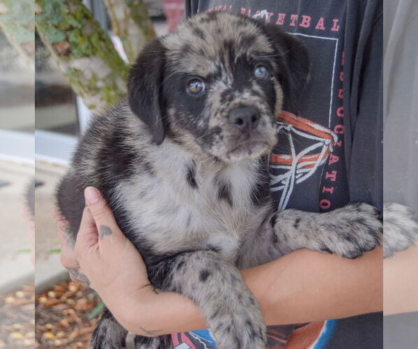 Medium Photo #3 Australian Shepherd-Catahoula Leopard Dog Mix Puppy For Sale in Huntley, IL, USA
