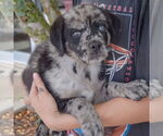 Small #2 Australian Shepherd-Catahoula Leopard Dog Mix