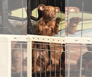 Harlequin Pinscher Puppy for sale in TORRINGTON, CT, USA
