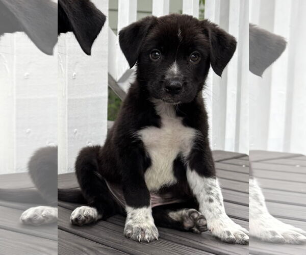 Medium Photo #1 Border Collie-Unknown Mix Puppy For Sale in Hillsboro, MO, USA
