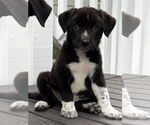 Small Border Collie Mix