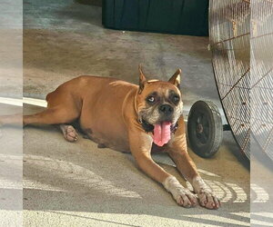 Amora - Female Boxer Dog for Adoption - Photo #7
