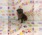 Small #7 Poodle (Toy)-Yorkshire Terrier Mix