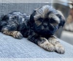 Small Photo #5 Shih Tzu Puppy For Sale in REDLANDS, CA, USA