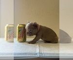 Small Photo #4 French Bulldog Puppy For Sale in CERES, CA, USA