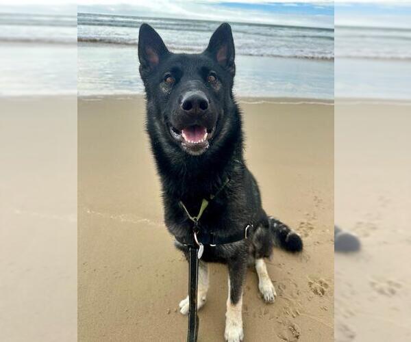 Medium Photo #3 Mutt Puppy For Sale in Santa Maria, CA, USA