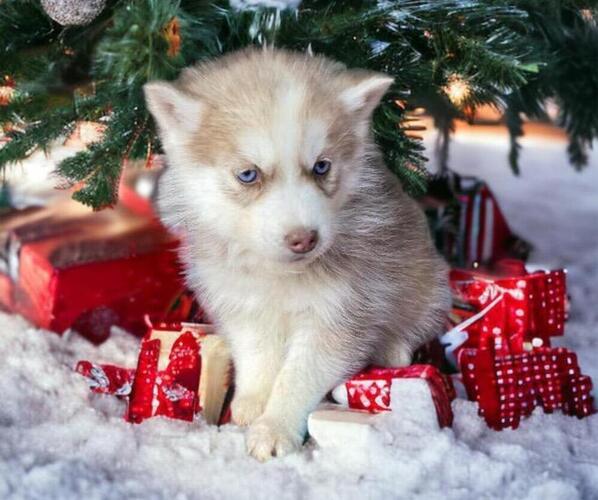 Medium Photo #1 Siberian Husky Puppy For Sale in GAFFNEY, SC, USA
