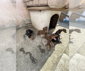 Doberman Pinscher Puppy for sale in SOUTH GATE, CA, USA