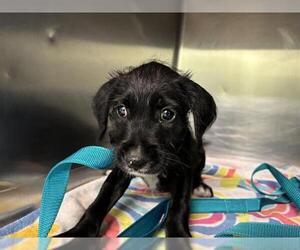 Labrador Retriever-Unknown Mix Dogs for adoption in Grand Prairie, TX, USA