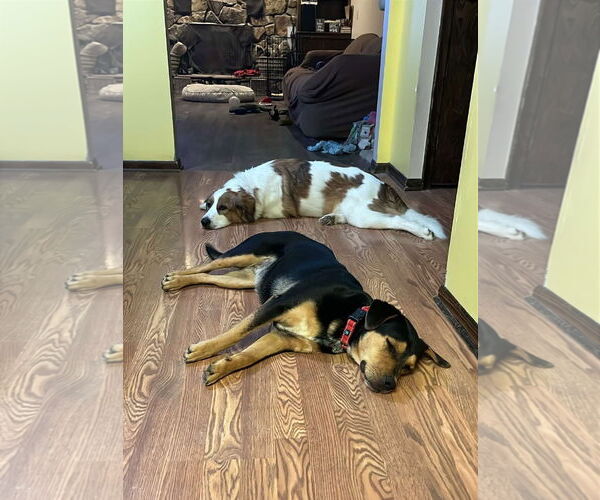 Medium Photo #6 Mutt Puppy For Sale in Gretna, NE, USA