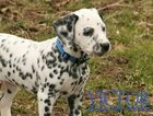 Small Photo #40 Dalmatian Puppy For Sale in ENID, OK, USA