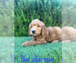 Small #2 Goldendoodle (Miniature)