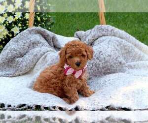 Poodle (Toy) Puppy for sale in ERIE, PA, USA