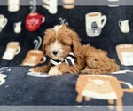 Small #8 Cavapoo (Miniature)