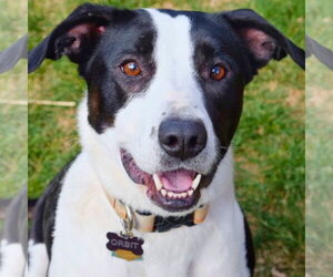 Orbit - Female Border Collie-Unknown Mix Dog for Adoption - Photo #2
