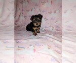 Puppy Minnie Yorkshire Terrier