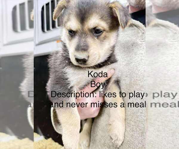 Medium Photo #3 Gerberian Shepsky Puppy For Sale in Aurora, IN, USA