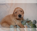 Small Photo #14 Golden Retriever Puppy For Sale in RICHMOND, TX, USA