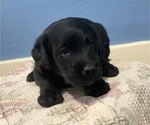 Puppy 5 Labradoodle-Labrador Retriever Mix