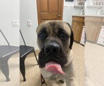 Small #1 Mastiff