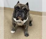 Small Frenchie Pug