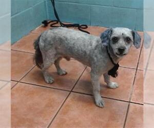 Lhasa Apso Dogs for adoption in Downey, CA, USA
