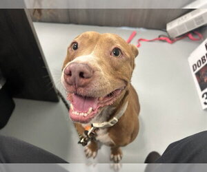 American Pit Bull Terrier Dogs for adoption in Ocala, FL, USA