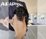 Puppy Puppy 3 Dachshund