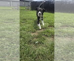 Small #1 Collie