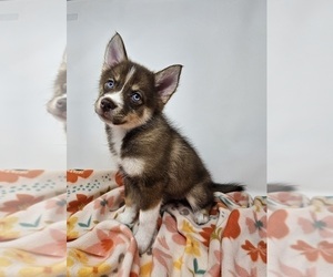 Pomsky Puppy for sale in KANSAS CITY, KS, USA