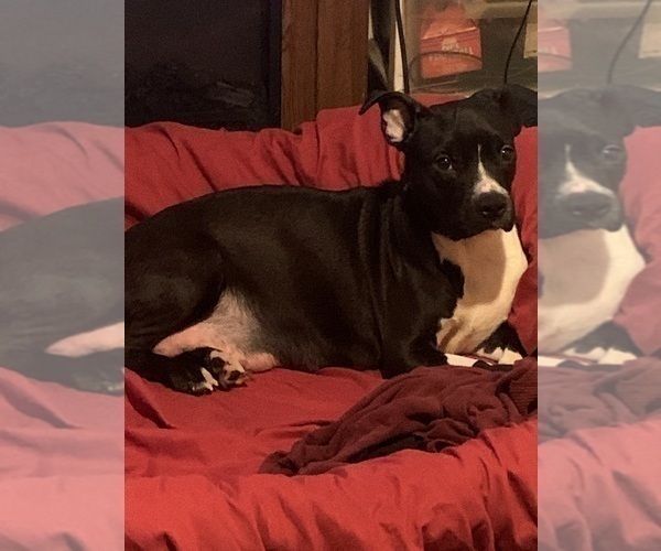 Medium Photo #1 American Pit Bull Terrier Puppy For Sale in BUFFALO, NY, USA