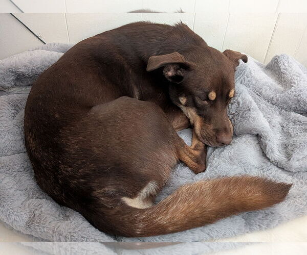 Medium Photo #1 Australian Kelpie-Unknown Mix Puppy For Sale in The Woodlands, TX, USA