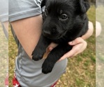 Small #5 German Shepherd Dog