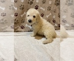 Small Photo #9 Poodle (Standard) Puppy For Sale in RALEIGH, NC, USA