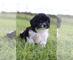 Small #6 Cavapoo