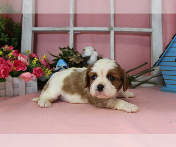 Medium Photo #13 Cavalier King Charles Spaniel Puppy For Sale in CHANUTE, KS, USA