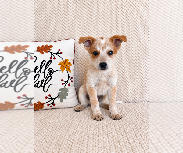 Medium Photo #3 Australian Cattle Dog Puppy For Sale in INDIANAPOLIS, IN, USA