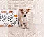 Small #2 Australian Cattle Dog