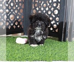 Bonnie - Female Shorkie Tzu Puppy for Sale - Photo #4