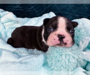 Boston Terrier Puppy for sale in ODENVILLE, AL, USA