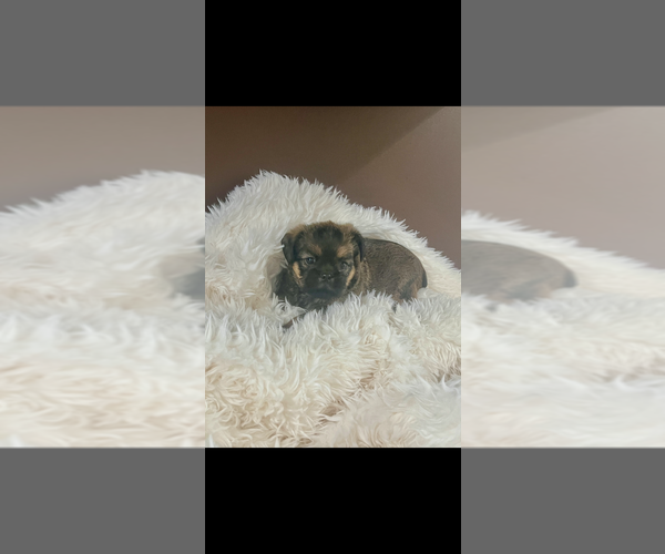 Medium Photo #3 Brussels Griffon Puppy For Sale in NILES, MI, USA