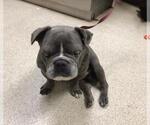Small French Bulldog