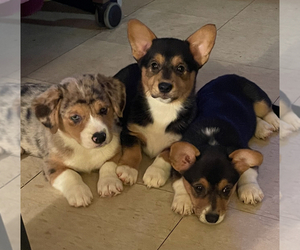 Aussie-Corgi-Cardigan Welsh Corgi Mix Puppy for sale in NEW BEDFORD, MA, USA