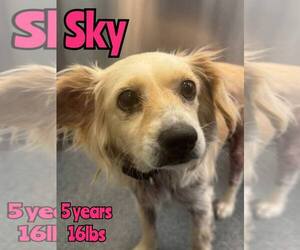 Mutt Dogs for adoption in Woodbury, NY, USA