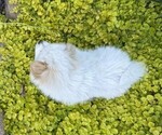 Small #3 Pomeranian